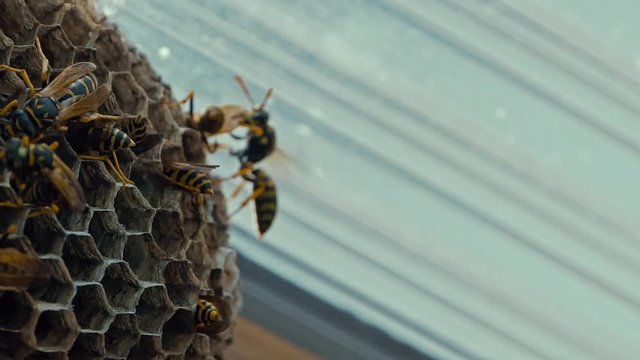 Field Wasps Polistes Building Honeycombs Nest