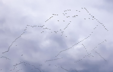A flock of geese flying against a cloudy sky creating odd shapes.
