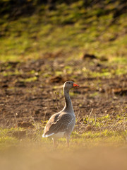 Photo of a Greylag goose - Anser Anser