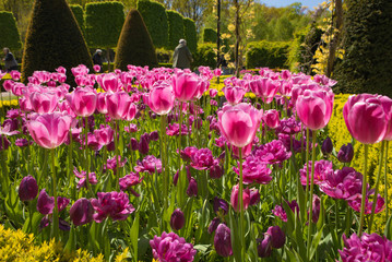 Blooming summer garden, flowers park in Netherlands.