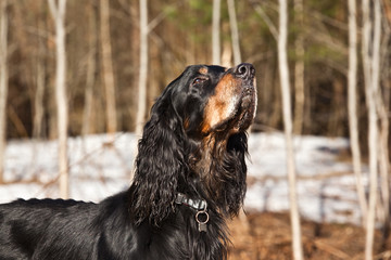 Dog breed  Setter Gordonin early spring forest on nature