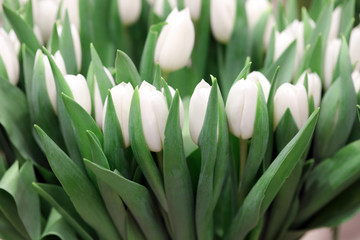 festive bouquet of white tulips