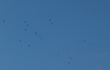 birds in the sky