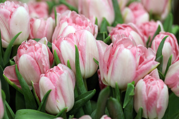 Fototapeta premium pink tulips in the garden