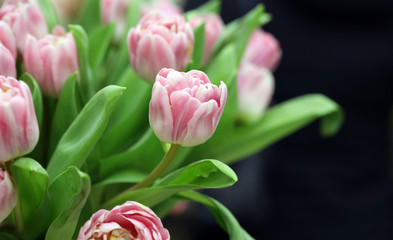 pink tulips in the garden