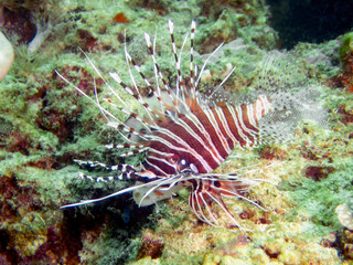 A Spotfin Lionfish (Pterois antennata)