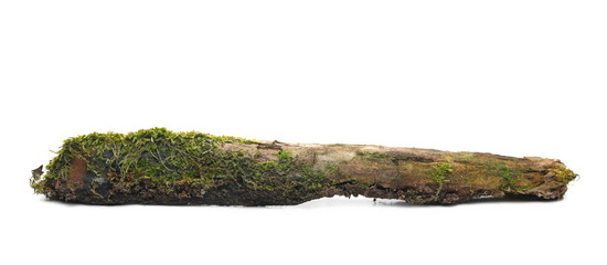 Green moss on rotten tree isolated on white background