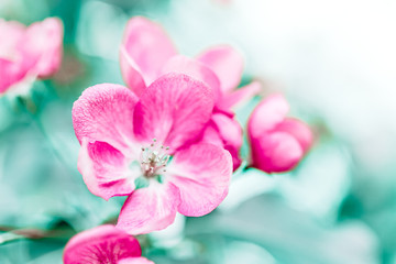 Fototapeta na wymiar Blooming pink apple tree branches in spring