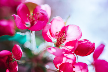 Blooming pink apple tree branches in spring