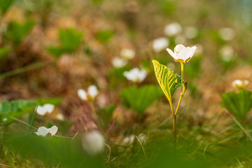 White bloom of cloudberry in Scandinavian moorland. Blooming flowers in May. Spring blossom.