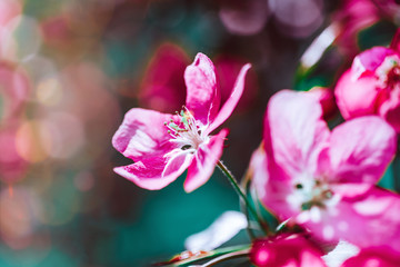 Blooming pink apple tree branches in spring