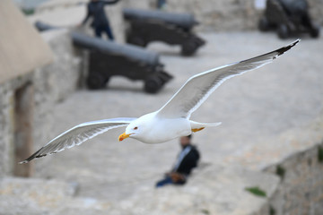 Seagull flying over old castle with canyons