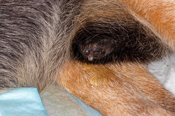 Senior male dog urine incontinence