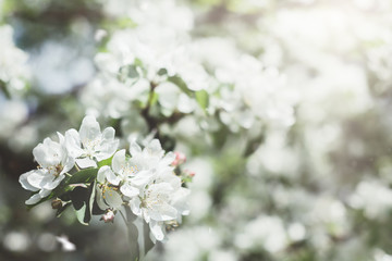 Blooming white apple tree branches in spring