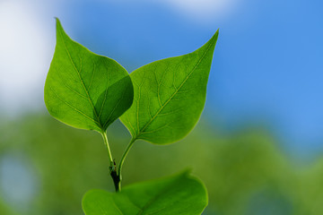 Symbol Wildlife. Green leaf. Green leaf blue background. Green Twig with Leaves Blue Sky Background.