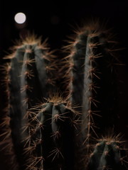 cactus on black background