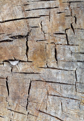 Old Weathered Cracked Wood Texture