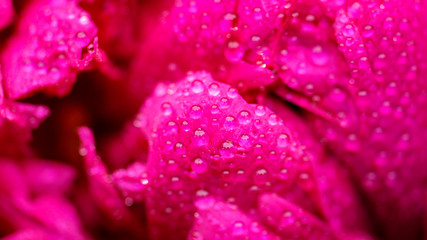 Rose after rain close-up. Peony leaves in raindrops close up. Selective focus on Peony Flower.