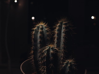 cactus on black background