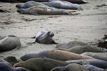 Elephant seals on the beach