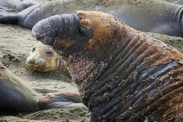 Elephant seals on the beach