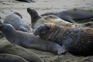 Elephant seals on the beach