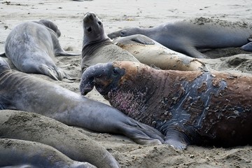 Elephant seals on the beach