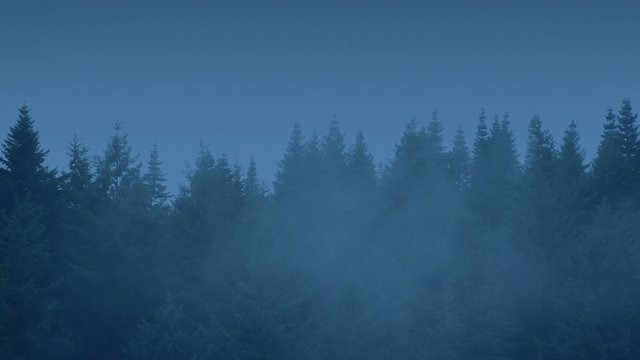 Row Of Wilderness Trees Thick Mist