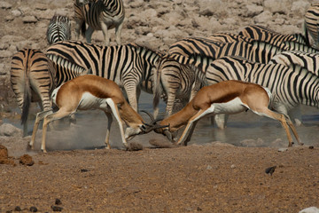 Obraz na płótnie Canvas 2 Springbok antelope fighting in mating season