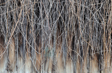 wooden fence entwined with branches of a bush