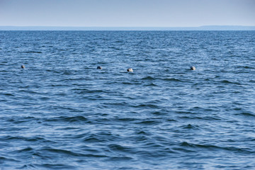 Gray seals swimming in blue Baltic Sea, Malusi, Estonia, Europe