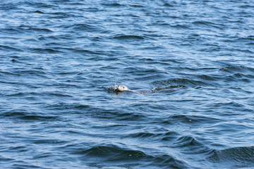 Obraz premium Gray seals swimming in blue Baltic Sea, Malusi, Estonia, Europe