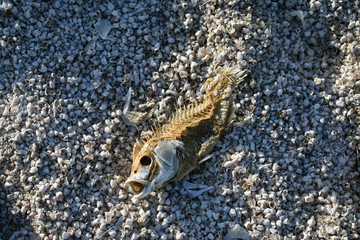 Fish of the Salton sea