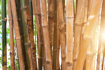 Fototapeta premium background of bamboo