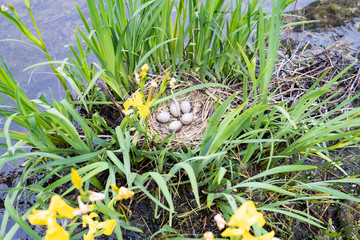 coot's nest coot with eggs on the shore of a pond in the middle of yellow irises