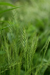 Beautiful blooming green grass with beautiful ears of corn.