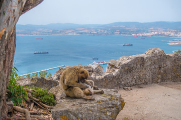 Monkeys grooming in Gibraltar