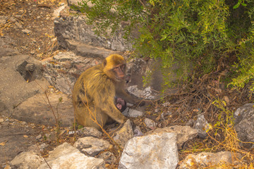 Monkey mother with her baby in Gibraltar