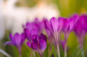Pink crocuses close-up with shallow depth of field