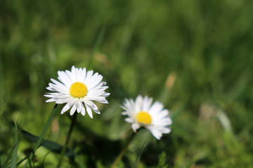 Chamomile flowers blooming on sunny meadow. Spring daisy in the green grass, medicinal herbs