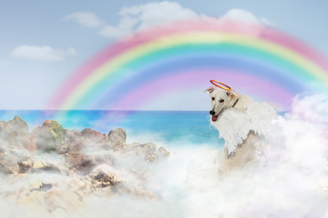 Angel Dog Over Rainbow Bridge - obrazy, fototapety, plakaty