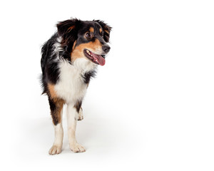 Aussie Dog Facing Forward Looking Side