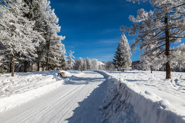 View of a winter road with trees covered with frost on a Sunny day in the Altai mountains, Western Siberia, Russia