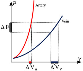 Pressure-Volume relationship in veins and arteries. This graph shows the differences between arterial and venous stiffness.