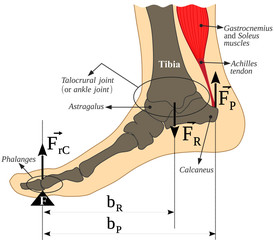 The Talocrural joint (alkle joint), body weight and Gastrocnemius and soleus muscles form a second class lever. This vector is useful for brochures, printed book, ebook, digital book, poster, etc.