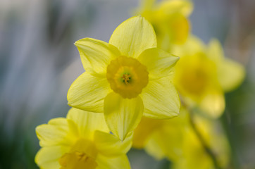 Yellow Narcissus flower with shallow depth of field. Narcissus daffodil flowers