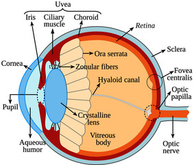 Anatomy of the human eye. This vector is useful for brochures, printed book, ebook, digital book, poster, etc.