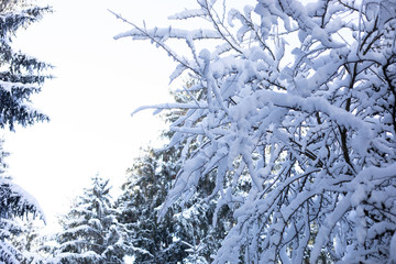 Schneebedeckte Zweige im Winter