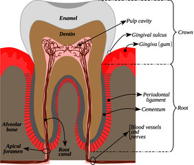 Infographic with the parts of a human tooth. Tooth anatomy. Illustration with pastel colors on a white background. This vector is useful for brochures, printed book, ebook, digital book, poster, ebook