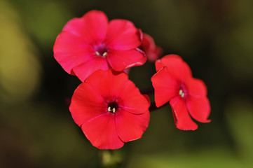 Phlox drummondii (commonly annual phlox or Drummond's phlox) is a flowering plant in the genus...